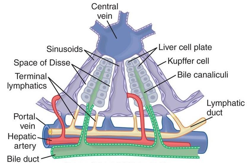 Tạo mật: Sự bài tiết mật Tế bào gan: acid mật Tế bào ống dẫn: Na+, HCO3- hệ thống ống dẫn