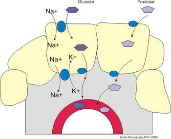 Hấp thu cacbohydrate Glucose,galactose: đồng vận chuyển với Na +, năng