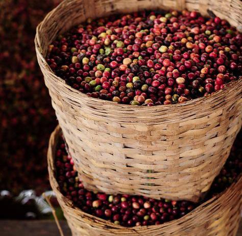 THỊ TRƯỜNG CÀ PHÊ Giữa tháng 8/2022, giá cà phê trên thị trường thế giới tăng do tồn kho giảm.