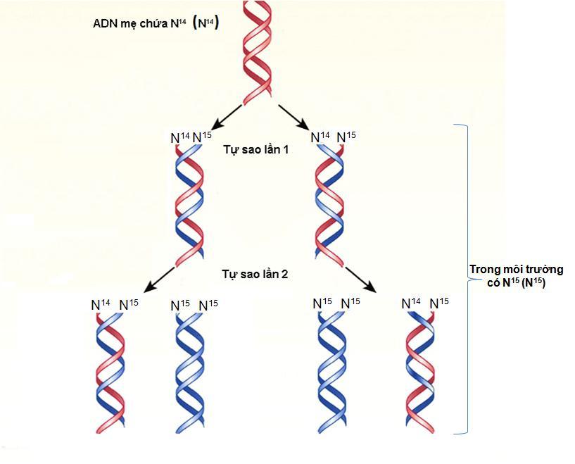 (4) Sự biểu hiện thông tin di truyền ở hình 1 qua hai giai đoạn là phiên mã và dịch mã.