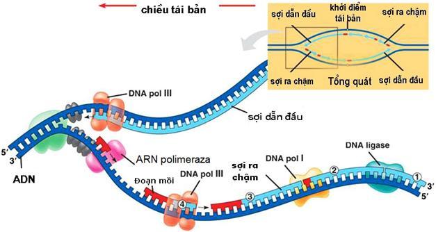 (5) Nếu cho 4 ADN con trên tiếp tục nh}n đôi trong môi trường có chứa N 15 đến lần thứ 5 thì số ADN chứa N 14 là 30.