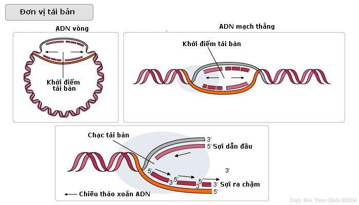 Câu 18. Hình vẽ dưới đ}y mô tả khởi điểm của một đơn vị nh}n đôi ADN ở sinh vật nh}n sơ. H~y quan s t hình ảnh và cho biết trong các nhận xét dưới đ}y, có bao nhiêu nhận xét đúng?