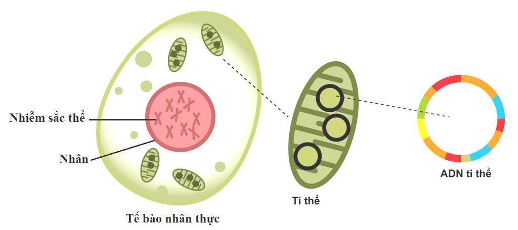 Câu 2. Hình bên dưới mô tả về hệ gen trong nhân tế bào và hệ gen ngoài nhân (ngoài nhiễm sắc thể) ở tế bào nhân thực.