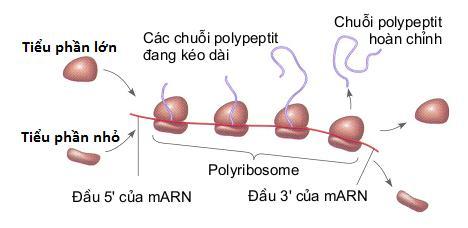 (7) Quá trình dịch mã có thể bắt đầu ngay khi đầu 5 của phân tử marn vừa tách khỏi sợi khuôn.