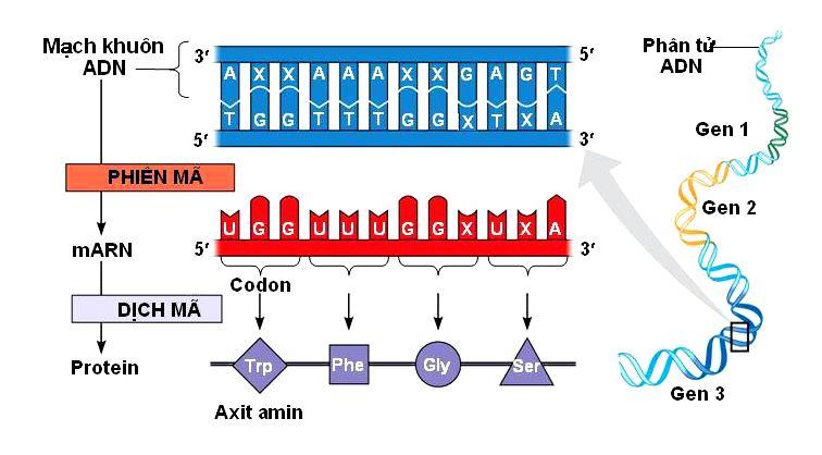 (8) Trong quá trình dịch mã ở sinh vật nh}n sơ, mỗi marn chỉ có một ribôxôm trượt. A. 4. B. 5. C. 6. D. 7. Câu 32. Hình bên dưới mô tả mối quan hệ giữa gen ARN và tính trạng.