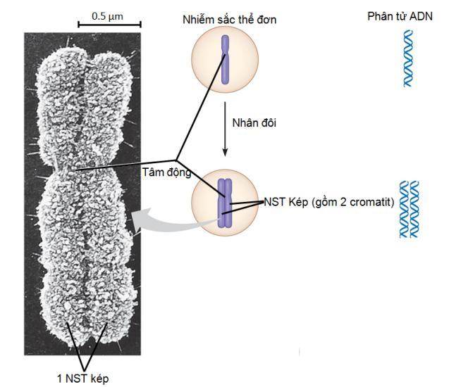 PHA N B: DI TRUYỀN TẾ BÀO Câu 41. Bên dưới là hình chụp cấu trúc nhiễm sắc thể dưới kính hiển vi điện tử và mô hình cấu trúc của một nhiễm sắc thể điển hình ở sinh vật nhân thực.