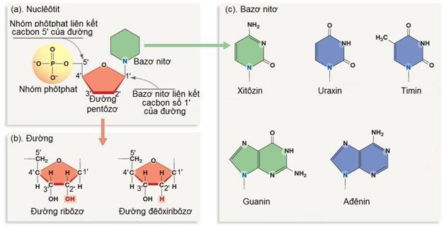 (1) Căn cứ vào loại bazơ nitơ liên kết với đường để đặt tên cho ribônuclêôtit. (2) Một ribônuclêôtit gồm ba thành phần: axit phôtphoric, đường ribôzơ, bazơ nitơ.