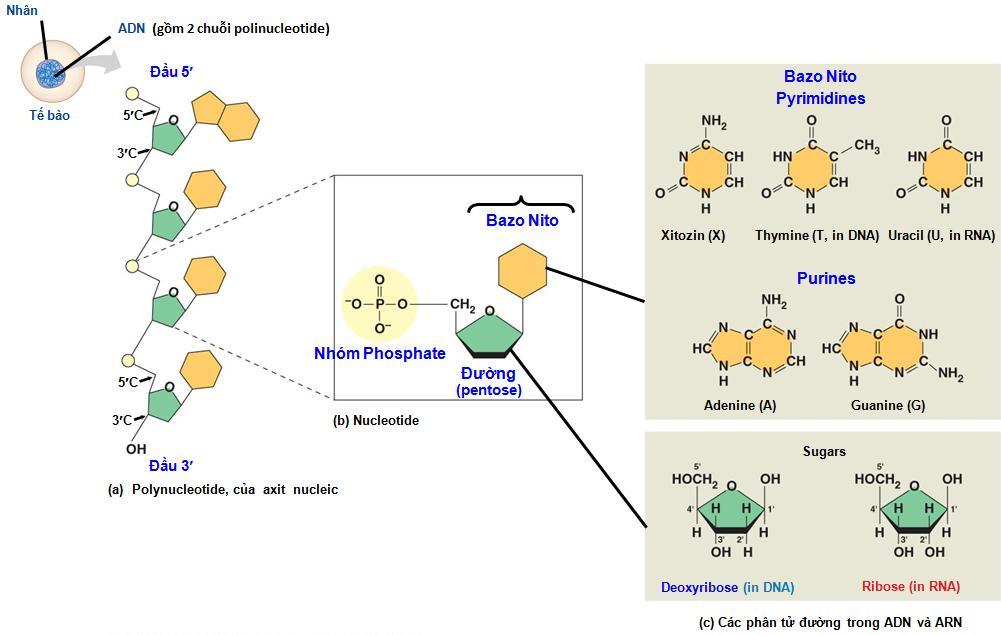 (4) Phân tử đường cấu tạo nên nuclêôtit và ribônuclêôtit khác nhau ở vị trí cacbon số 2 ; trong đó đường ribôzơ cấu tạo nên ribônuclêôtit l{ nhóm OH, đường đêôxiribôzơ cấu tạo nên nuclêôtit là một
