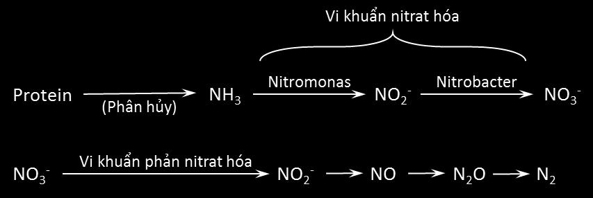 Hình 1. Chuỗi phân hủy hợp chất chứa Nitơ hữu cơ Nếu nước chứa hầu hết các hợp chất Nitơ hữu cơ, amoniac hoặc NH 4 OH thì chứng tỏ nước mới bị ô nhiễm.