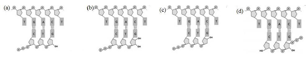 Câu 5: (2 điểm) _ LẠNG SƠN + VCVB a. Xét một quá trình sao chép ADN ình thường, nucleotit Adenin (A) sẽ được thêm vào mạch đang tổng hợp ở hình nào dưới đây là hợp lí? Giải thích.