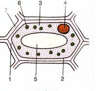 NỘI DUNG HƯỚNG DẪN ÔN TẬP HỌC KÌ I MÔN SINH HỌC 6 NĂM HỌC 15-16 A/ Lý thuyết: CHƯƠNG I: TẾ BÀO THỰC VẬT BÀI 7: CẤU TẠO TẾ BÀO THỰC VẬT Vẽ cấu tạo tế bào thực vật (có chú thích) 1. Vách tế bào 2.