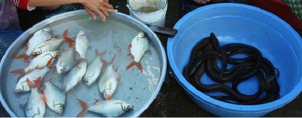 Cá He và Lươn bày bán ngòai chợ Cá mè vinh là một loại cá ngon, sống ở đồng bằng sông Cửu Long.