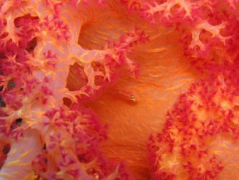 Màu đỏ Màu vàng Màu trắng Nguồn: Dư Văn Toa n, 2011. Hình 1.1. Màu sắc san hô Màu đen San hô thê giơ i đang bi đe doạ.
