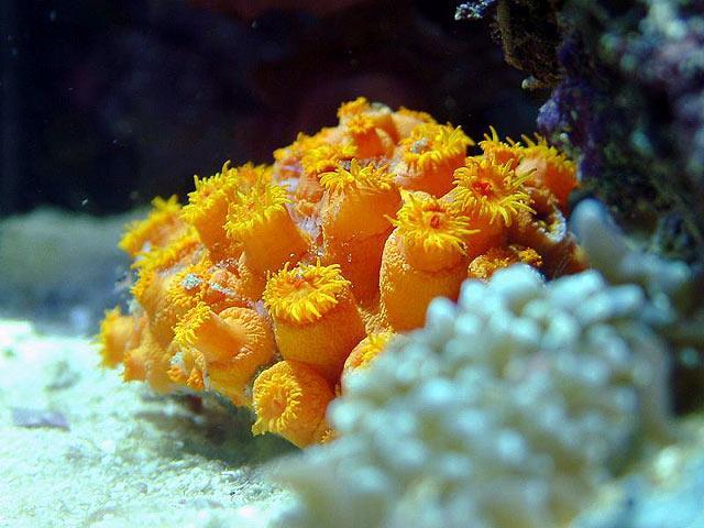 Mười phần trăm đá ngầm san hô đã bị phá hủy vĩnh viễn, 80% san hô ở Đông Nam Á và Việt Nam bị đe dọa trầm trọng.