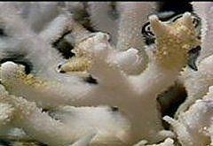 Thí dụ cá bướm thích ăn san hô sống, cá vẹt thì bám vào đá san hô, hút những xương san hô và hòa tan calcium khi tiêu hóa.