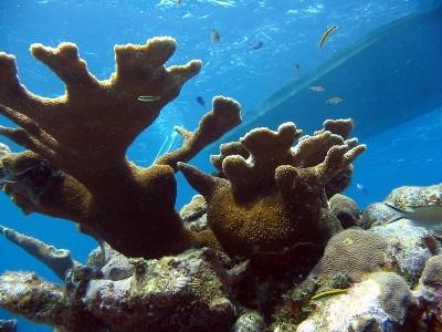 San hô chỉ có thể sống ở những nơi nước trong, tinh khiết, có nồng độ muối cố định và ở nhiệt độ từ 18 đến 29 C, phân bố chủ yếu từ 30 vĩ