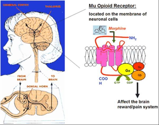 I. PHÂN LOẠI CÁC THỤ THỂ OPIOID Có ở não thất (hệ viền, dưới đồi) & thể keo rolando ở tuỷ A. MU receptor. Morphine như là dạng ngoại sinh nguyên mẫu đầu tiên. 1. μ-1.