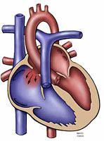 3.6.2.3. Cận lâm sàng: - XQ: + Shunt nhỏ: diện tim không to, tuần hoàn phổi không tăng.