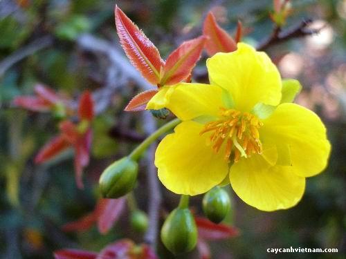 Ngày Tết nói về Hoa Mai Trên đất nước Việt Nam, người ta thường biết đến hoa mai qua loại hoa mai vàng năm cánh đặc trưng xưa nay mà người ta còn gọi là mai rừng, mai tự nhiên hay