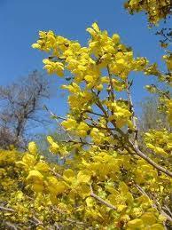 2 - Mai vàng Nam Phi: Có khoảng 12 loài mai thuộc chi họ mai Ochna bao gồm dạng cây lẽ và cây mọc thành bụi. trong đó có hai loài phổ biến là Ochna pretoriensis và Ochna pulchra.