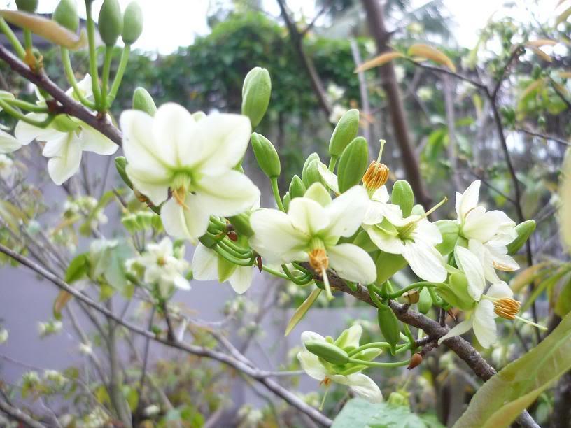 Hoa mai tại Việt Nam mọc phổ biến ở miền Trung và miền Nam, đa phần là mai rừng tự nhiên.