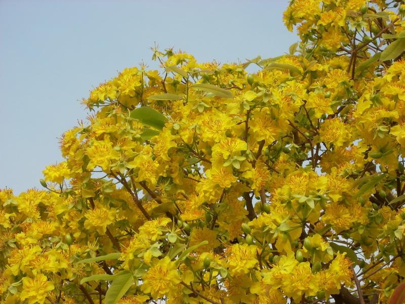 3 - Mai chủy: Cũng là một loại mai rừng nhưng thân cây rất to, hoa nhiều, lá rộng, xanh bóng và có hình răng cưa.