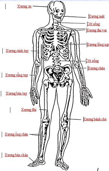 biến dạng nếu trẻ đi, đứng, ngồi không đúng tư thế. ở người già, chất vô cơ nhiều nên xương dòn, dễ gãy. Bộ xương người gồm khoảng 200 xương, chia thành 3 phần: xương đầu, xương thân và xương chi.