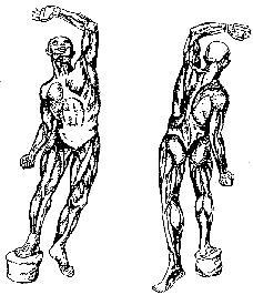 A. Thông tin cơ bản: Hình 10 2.1. Hệ cơ 2.1.1. Chức năng của cơ Hệ cơ có chức năng kiến tạo cơ thể, nối các xương và giữ tư thế cho cơ thể. Hệ cơ cùng với xương làm cho cơ thể vận động được.