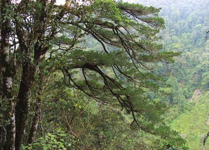 THÔNG PÀ CÒ PINUS KWANGTUNGENSIS Chun ex Tsiang Thông pà cò tại Khu BTTN Hang Kia Pà Cò Tên khác: Loài này một số nhà phân loại cho là tương đồng với loài Pinus fenzeliana.