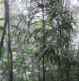 Thông tre lá dài ở Mộc Châu THÔNG TRE LÁ DÀI PODOCARPUS NERIIFOLIUS D. Don Tên khác: Thông trúc đào. Tên đồng nghĩa Podocarpus annamiensis N.E. Gray.
