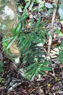 Họ Thông đỏ (Taxaceae) mép, gân giữa nổi ở mặt dưới, mép lá dẹt hoặc hơi cuốn lại, đỉnh lá nhọn. Cây đơn tính khác gốc, nón cái đơn độc từ nách lá của các chồi ngắn.