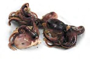 mussels sò