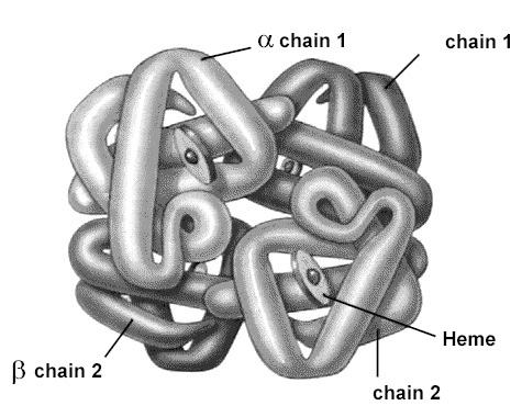Cấu trúc Hemoglobin (Hb) Hemoglobin là phân tử protein được tạo thành từ 4 chuỗi amino acids (globin), mỗi chuỗi chứa một ion Sắt gắn với nhóm heme.