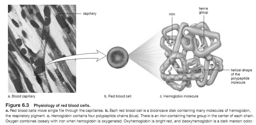 Một hồng cầu có chứa khoảng 250 triệu hemoglobin, mỗi hemoglobin có thể liên kết với 4 oxygen. Vì vậy, một tế bào hồng cầu có thể vận chuyển khoảng một tỉ nguyên tử oxygen!