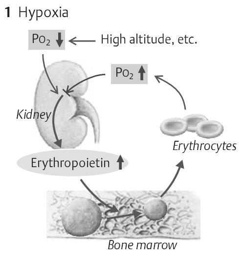 Hồng cầu chưa trưởng thành (erythroblasts) tổng hợp hemoglobin và chuyển thành dạng trưởng thành erythrocytes trong tủy đỏ xương.