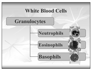 Bạch cầu trung tính Neutrophil (Granulocyte) Một loại bạch cầu hạt đã trưởng thành, nhân có từ 25 thùy, không có hạt nhân, có nhiều hạt đặc hiệu màu trung tính.