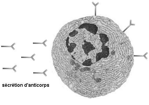 Tiểu cầu: Platelets Chức năng của Lymphocyte Lymphocyte những tế bào trung tâm trong đáp ứng miễn dịch bảo vệ cơ thể.