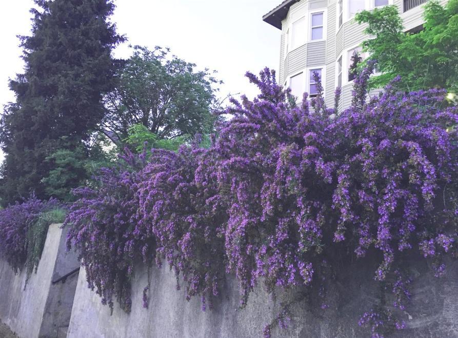 Được nhìn hoa Tử Đằng nở bất ngờ ở vườn nhà, rồi lại khám phá ra giàn hoa màu tím than mới kể ở trên, tự nhiên thấy mê màu tím hơn bao giờ hết.
