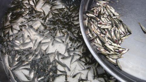 An Giang: xuất hiện cá linh giả TTO - Những ngày gần đây, một số chợ ở TP Long Xuyên (An Giang) như Bình Khánh, Xẻo Trôm, Mỹ Quý xuất hiện mặt hàng cá linh non giả với giá 120.000-150.