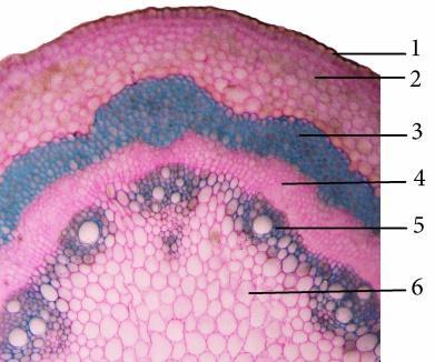 2-3 lớp tế bào hình chữ nhật dẹt. 3 - Mô mềm vỏ có sự xuất hiện của nhiều tinh thể canxi oxalat hình cầu gai. Có sự phân hóa phloem thứ cấp phía ngoài - 5 và xylem thứ cấp phía trong - 6.