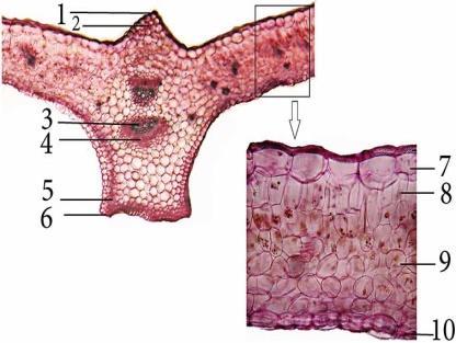 Từ ngoài vào ta thấy: 1,6 - Biểu bì trên và biểu bì dƣới gồm 1 lớp tế bào xếp sát nhau, tế bào biểu bì mặt trên có kích thƣớc lớn hơn tế bào biểu bì mặt dƣới, có lớp cutin mỏng bao quanh biểu bì; 2,5