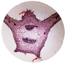 Mấu lồi gân lá mặt trên III. KẾT LUẬN Gồm 5-8 lớp tế bào Gồm 2-4 lớp tế bào Gồm 5-8 lớp tế bào (ảnh: P. T.