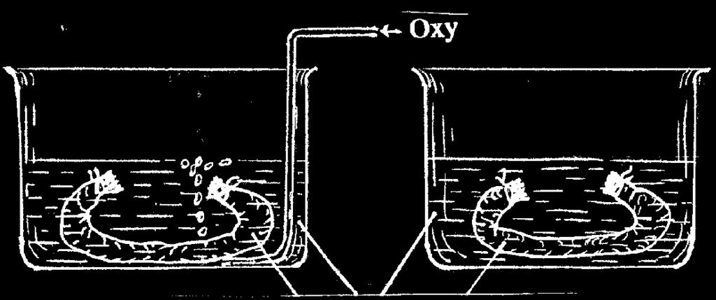 Acit picric 1,2%. Dung dịch NaOH 10%. Oxy và hệ thống cung cấp oxy. 4. Tiến hành. + Buộc thỏ nằm ngửa trên bàn mổ thỏ, mổ bụng thỏ theo đường trắng giữa để bộc lộ ruột.