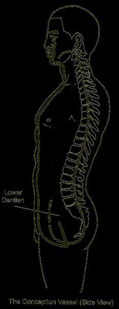 nối liền tất cả các đường Dương kinh. Nếu để ý kỹ sẽ thấy nhiều mạch tụ tập tại bụng và đầu.