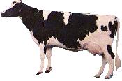 khoảng 120 bò cái và thường xuyên có 20 bò ñực giống ñã ñược chọn lọc qua ñời sau. Hàng năm loại thải 5 bò ñực giống và thay bằng 5 bò ñực giống mới ñược chọn lọc.