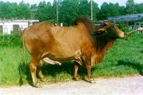 Bò Sin (Red Sindhi) Bò Sin (hình 2.4) là một giống bò có nguồn gốc từ vùng Sindhi (Pakistan). Vùng này có nhiệt ñộ rất cao về mùa hè, ban ngaỳ có thể lên tới 40-50 o C.