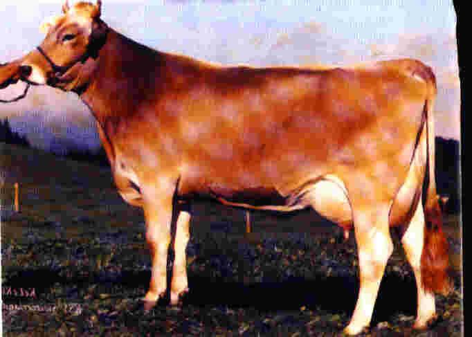 giống bò ñịa phương hoặc lai với các giống bò chuyên dụng sữa ñể tạo bò sữa nhiệt ñới.