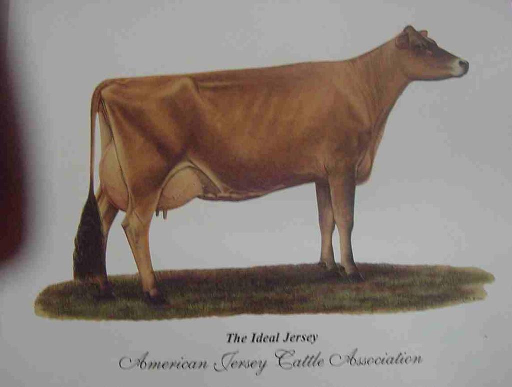 2.2. Các giống bò sữa a. Bò Holstein Friesian Bò Holstein Friesian (HF), ở nước ta thường ñược gọi là bò sữa Hà Lan (hình 2.