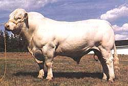 Hiện này giống bò này ñược nuôi rộng rãi ở nhiều nước trên Thế giới. Giống bò này có ngoại hình tiêu biểu của bò chuyên dụng hướng thịt. ðầu không to nhưng rộng. Cổ ngắn và rộng.