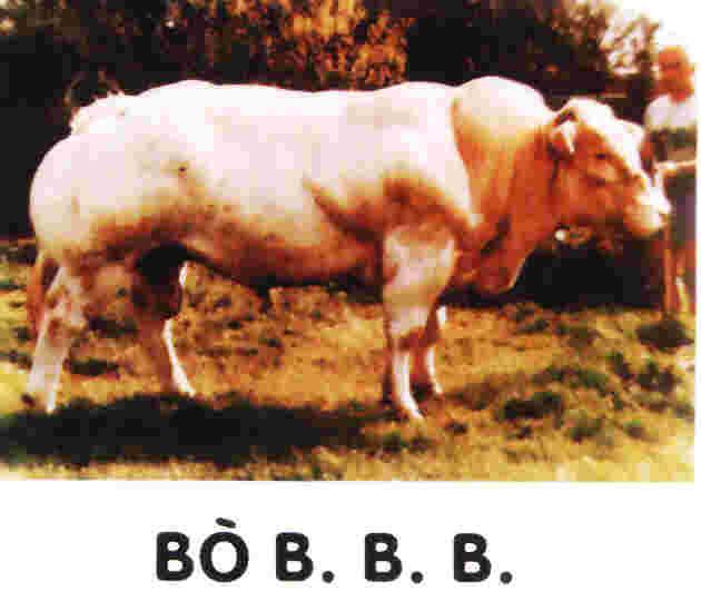sẫm. e. Bò Lymousin Bò Lymousin (hình 2.14) là giống bò chuyên dụng thịt của Pháp. Bò có sắc lông màu ñỏ Khi trưởng thành bò ñực có khối lượng 1000-1300kg, bò cái 650-800kg.